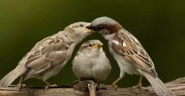 sparrow-photos-images