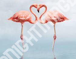 Flamingo Photos Images Pics & HD Wallpapers Download