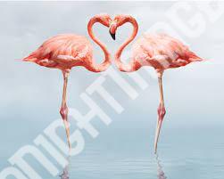 Flamingo Photos Images Pics & HD Wallpapers Download