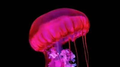 Jellyfish Photos, Images, Pics & HD Wallpapers Download